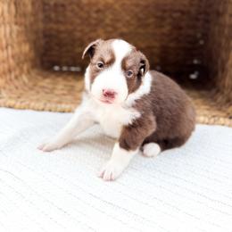 Winton - Red tri-color male Australian Shepherd puppy in Unionville, Iowa from Soap Creek Kennels