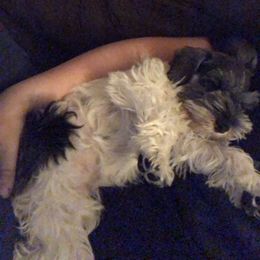 Miniature Schnauzer Puppies from Krystle's Miniature Schnauzers