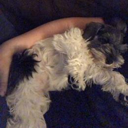 Miniature Schnauzer Puppies from Krystle's Miniature Schnauzers