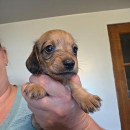 Lil cream - Cream female Dachshund puppy in El Paso, Texas from Mells Weenies
