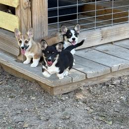 Pembroke Welsh Corgi Puppies from S7 Corgis and Chaos