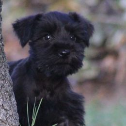 Missy - Miniature Schnauzer