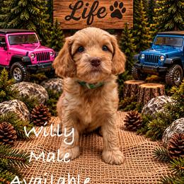 Willy - Red male Australian Labradoodle puppy in Eastover, North Carolina from Joyful Hearts Australian Labradoodles