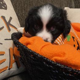 Miniature Australian Shepherd Puppies from Arch Hill Mini Aussies