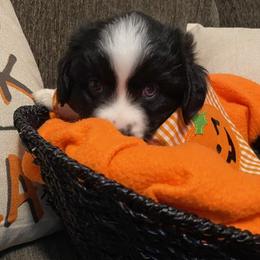Miniature Australian Shepherd Puppies from Arch Hill Mini Aussies