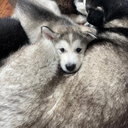 Alaskan Malamute Puppies from Fawn River Malamutes