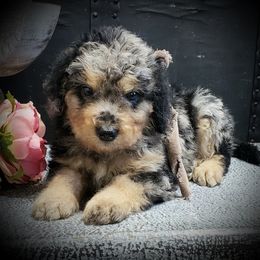 Male 3 - Merle male Springerdoodle puppy in Fargo, North Dakota from Dakota SpringerDoodles