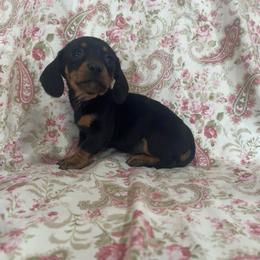 Black and tan female - Black and tan female Dachshund puppy in Galax, Virginia from Dells  Dachshund’s