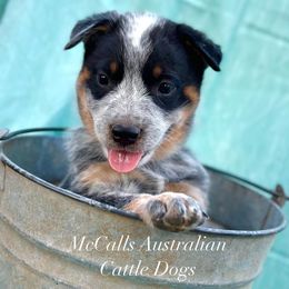 Australian Cattle Dogs from McCall's AKC Mississippi Blue Heelers