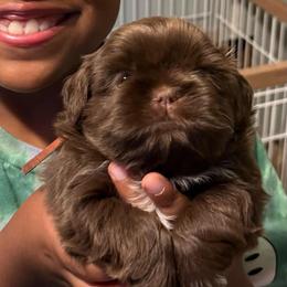 Prince Marshmallow - Chocolate male Shih Tzu puppy in Xenia, Ohio from Crown & Tress Shih Tzu