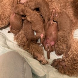 Poodle Puppies from Sorensen Standard Poodles