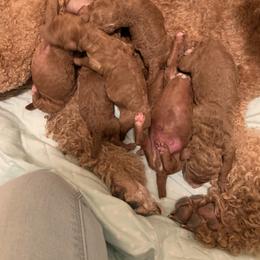 Poodle Puppies from Sorensen Standard Poodles
