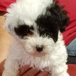 Poodles from CASANOV'S TOY POODLES