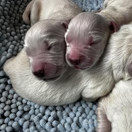 Girl5 - Light golden female Golden Retriever puppy in Graysville, Tennessee from Country Goldens and Mountain Top Cavaliers
