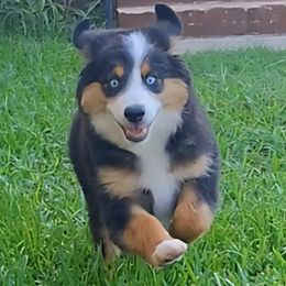 Aussiedoodle and Miniature Australian Shepherd Puppies from Aussies Acre