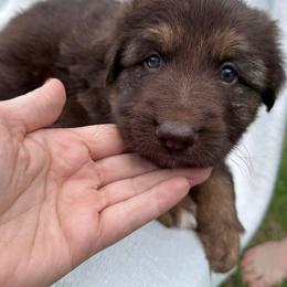 Puppy2 - Liver male German Shepherd puppy in Allentown, Pennsylvania from VMH Shepherds