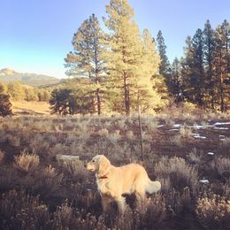 Goldendoodles and Golden Retrievers from Brashears Livestock and Dogs