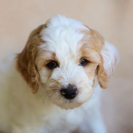 Cheerio - Parti female Goldendoodle puppy in Iowa City, Iowa from Luneckas Litters
