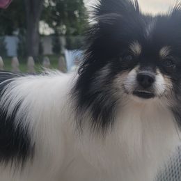 Pomeranians from Debra Mitchell