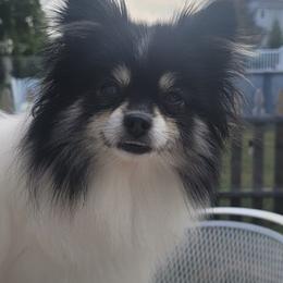 Pomeranians from Debra Mitchell
