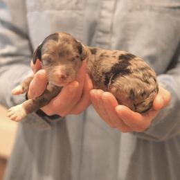 Cirrus - Blue merle female Sheepadoodle puppy in Cleveland, Tennessee from Narrow Path Old English & Sheepadoodles