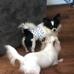 Chihuahuas from Fancy Chihuahuas