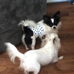 Chihuahuas from Fancy Chihuahuas