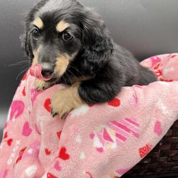Dachshund Puppies from Golden Creek Farm