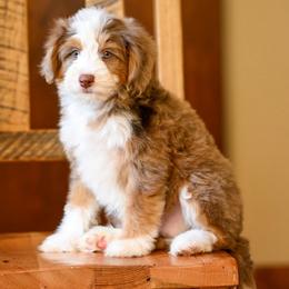 Applejack - Chocolate merle male Bernedoodle puppy in Dundee, Ohio from Down Home Doodle