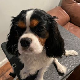 Minnie - Tri-color female Cavalier King Charles Spaniel puppy in Meredith, New Hampshire from Meant To Be Cavalier King Charles Spaniels