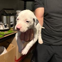 Cinnamon - White and black male Dalmatian puppy in Des Moines, Iowa from Spot Splattered Dalmatians