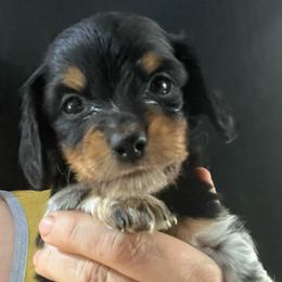 Sooty - Piebald male Dachshund puppy in Bigfork, Minnesota from Dachshunds Up North