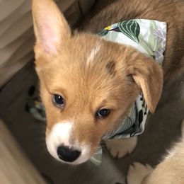 Pembroke Welsh Corgi Puppies from Little Leggs Corgis