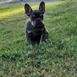"Macaroon" - Tricolors French Bulldog puppy in Rialto, California from RPA