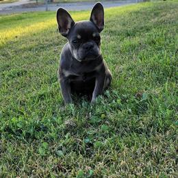 "Macaroon" - Tricolors French Bulldog puppy in Rialto, California from RPA
