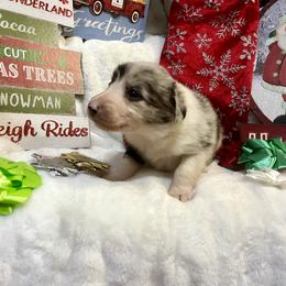 Border Collie and Jack Russell Terrier Puppies from CP FARMS BORDER COLLIES N JACKS CORP