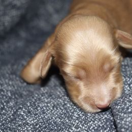 Girl 2 - Cream female Dachshund puppy in Pontotoc, Mississippi from Doubletake Doodles & Dachshunds