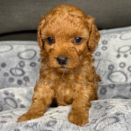 Mars - Red  male Poodle puppy in Austin, Texas from C & C Texas Toy Poodles