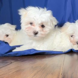 Maltese from Adorable Maltese Puppies