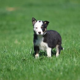 Boy 2 - Tri-color Border Collie puppy in Cadiz, Ohio from Graham Livestock