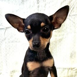 RAYA - Black and tan female Chihuahua puppy in Branford, Florida from Mbjs Doxies and chihuahuas