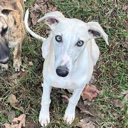 Cass - Whippet