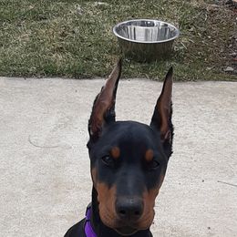 Doberman Pinscher Puppies from Steel Haus Dobermans
