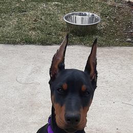 Doberman Pinscher Puppies from Steel Haus Dobermans