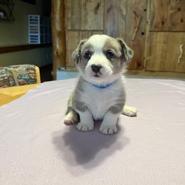 Blue - Blue merle and white male Cardigan Welsh Corgi puppy in Divide, Colorado from Aspen Peak Corgis