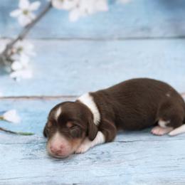 Sunny - AKC Registered - Chocolate and tan male Dachshund puppy in Graceville, Florida from Misty's 101 Doxies