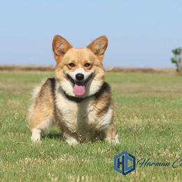 Megan - Pembroke Welsh Corgi
