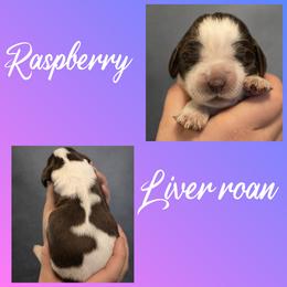 Raspberry - Liver white and roan female English Springer Spaniel puppy in Florida from Thunderbird Springers