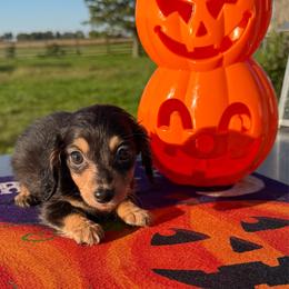 Umbreon - Black and cream male Dachshund puppy in Hudson, Michigan from Mittentail Kennel Miniature Dachshunds & Australian Shepherds