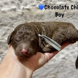 Chocolate Chip- Blue Collar - Chocolate male Goldendoodle puppy in Bay City, Texas from Charming Doods